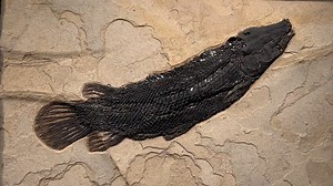 This fossil mural contains a 43” short-nose Gar Masillosteus janei. These are among the rarest fossils found in the Green River Formation. We estimate that less than 20 have been recorded. This extinct gar had a stout jaw and short grinding teeth, unlike other fossil and modern gar with long pointed noses and sharp teeth. This is among the best preserved we have ever seen. The diamond shaped scales follow the contour of the body and the stone. The age is 50 million years old. | Green River Fossi