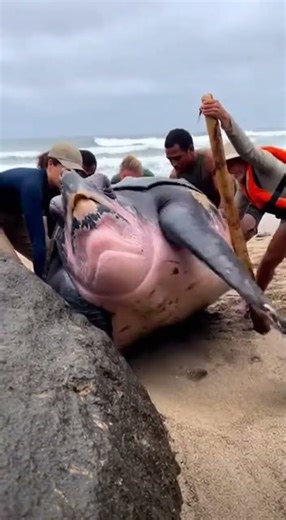 Upside Down on the Rocks! 🐢 Giant Leatherback Turtle Flipped!