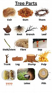 Know your nature 🌿 Tree parts and plant products explained in one frame. #learnenglish #vocabulary #plants #everyoneシ゚ #nature #naturelovers #englishvocabulary #treespart | Fluent English Learning 1008