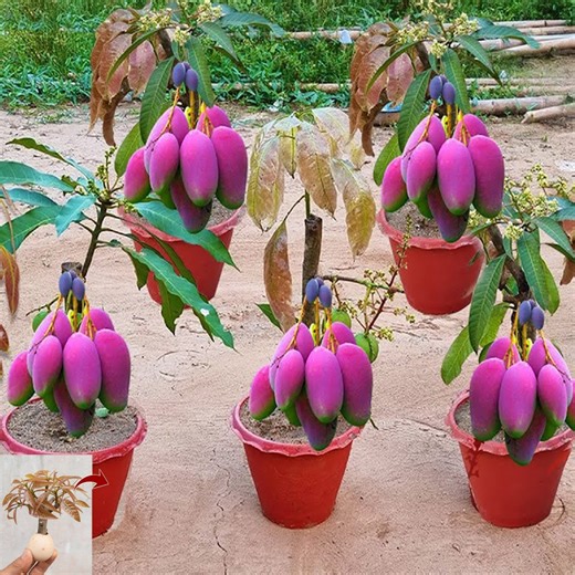 901K views · 9.8K reactions | Grafting mango from cutting get a lot of mango fruit | Tree Garden | Facebook