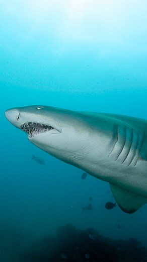 Get ready for raggies. The ragged-tooth shark has a formidable reputation – but the truth about this animal is very different. In 'Ragged Tooth' we follow this incredible shark on its biannual migration along the South African coast and venture deep into underwater caves to study its dramatic mating behaviour. Streaming for free today for #SharkWeek on Earth Touch TV. 9pm BST. www.earthtouch.tv | Earth Touch TV