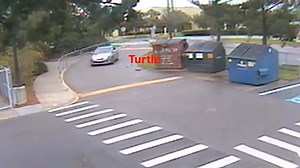 Police searching for driver who intentionally ran over tortoise in Florida
