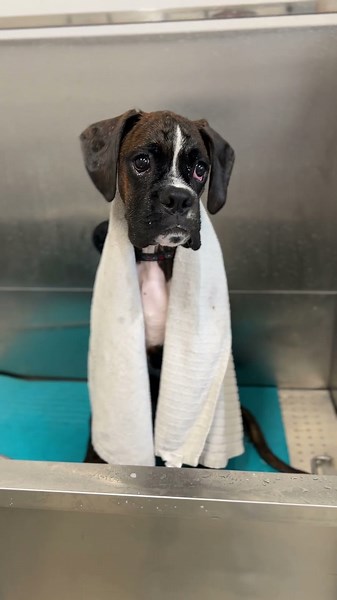 From nervous to playful: boxer puppy’s first bath transformation!