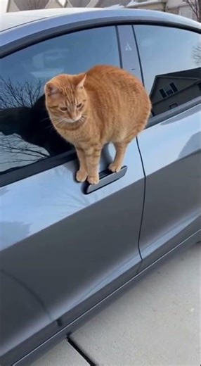 Tesla vs Cat 🤣🚗 | Smart Car Outsmarted by a Cat