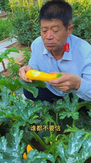 The vegetables grown at home taste fresh and clean#My rural life#Grow at home#My little ve