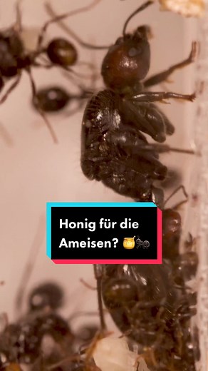 Honig für Ameisen: Was sollen wir als nächstes geben?