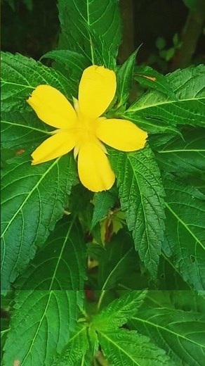 Yellow bettercup flower | flowers #shortvideo #flowers #natureflowers #buttercupflower