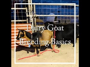 Dairy Goat Breeding Basics