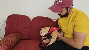 20K views · 774 reactions | How to leash train a cat - Explained In Detail | CheetoSimba | Facebook