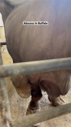 Large size Abscess found in buffalo || #veterinary #clinic