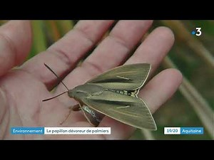 Le papillon palmivore fait des ravages