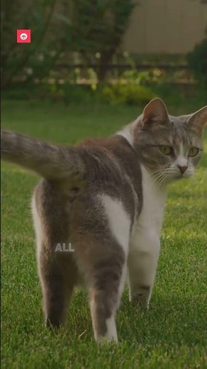 Fun Cat Facts for Kids! Discover Amazing Things About Our Furry Friends! 🐾