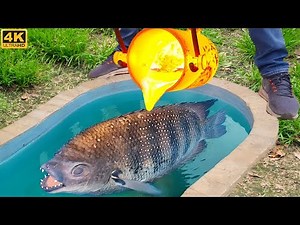 Experiment: LAVA vs PIRANHA FISH in Pool