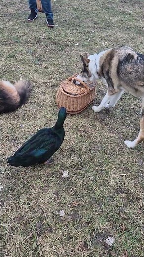 Jerry Duck is playing with Nemo 🦆😂🐕 #duck #ducks #animals #ducks #funny #animals