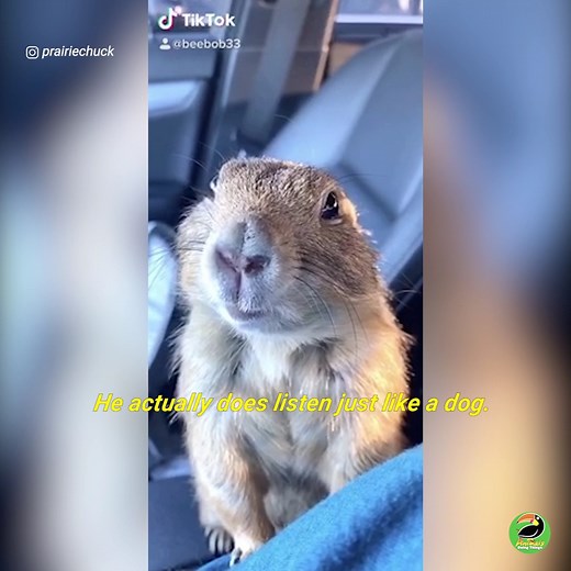 25M views · 335K reactions | Prairie Chuck is Living His Best Life!  | Animals Doing Things | Facebook