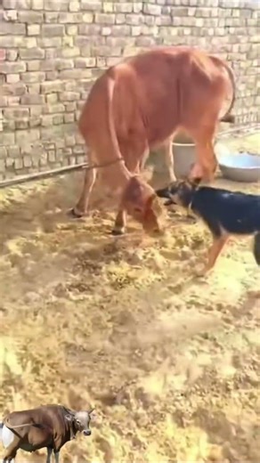 Dog Attack On Cow real fight