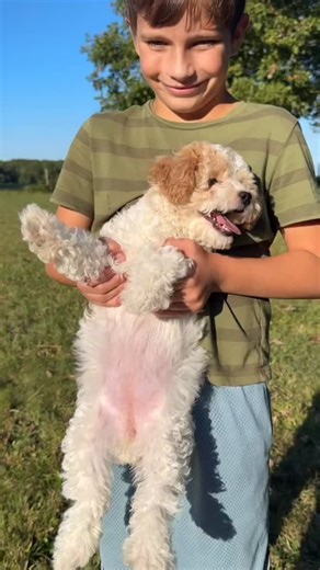 The most obliging puppy 🤣🥹 This lovely girl is SO CHILL. She’s up for anything, always willing to play along with whatever games the rascals whip up. ❤️❤️❤️ 13-18 lbs full grown and allergy friendly—the sweetest, loveliest, most aimiable little girl. Interested? DM for details! #cavapoochon #happypuppy #cavapoochonpuppy #cavapoopuppy #puppylife #akidandtheirdog #mansbestfriend | Giggle Tails