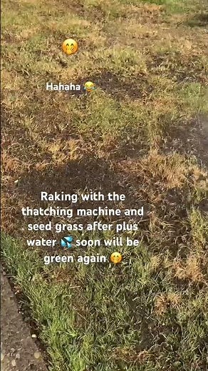 How to raking the grass with the thatching machine plus seed grass 😁✅