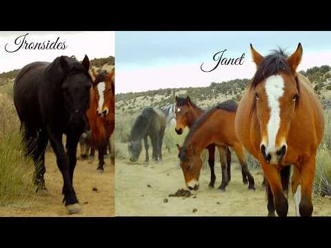 Rare Close-Up of Ironsides’ Band (New Mare and Young Bays!) Feb 9 2026