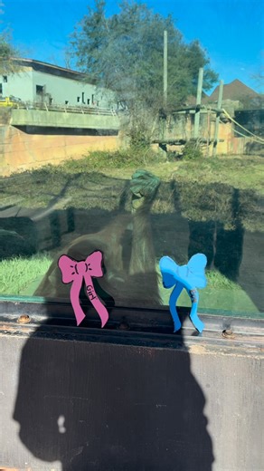 To celebrate Penguin Awareness Day our animal residents weighed in on one very important question: Is the first baby penguin chick a boy or a girl? 👀 Watch until the very end to see if their guesses were right! 🐧💙💖 📸Cred: Keepers LeeAnn and Sydney | Little Rock Zoo