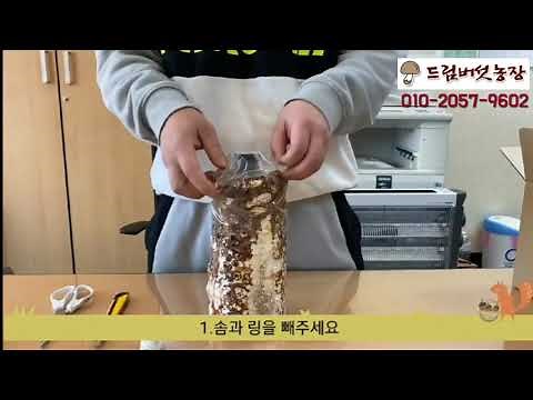 버섯키우기 방법 순서 집에서 표고버섯 키트 체험하기