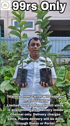 L49 Guava Plant & Taiwan Pink Guava Plant-99rs only each. Limited stock only available - 9150562676