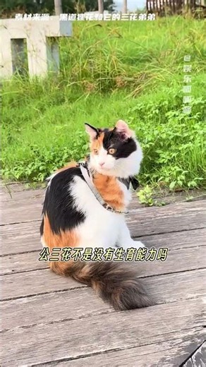 難怪都說公三花才是招財貓的原型#三花貓#可愛#貓咪#公三花
