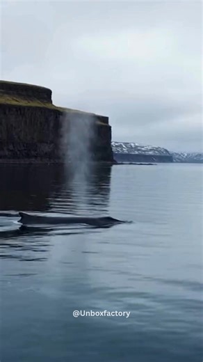 Iceland Has Cancelled Its Whaling Season—Saving Hundreds of Fin Whales in 2025 In a major victory for marine conservation, Iceland has cancelled its commercial whaling season, sparing hundreds of endangered fin whales from being hunted in 2025. The decision marks a significant shift in one of the world’s most controversial wildlife practices. Fin whales are the second-largest animals on Earth and are listed as endangered due to decades of industrial whaling. By halting the season, Iceland has pr