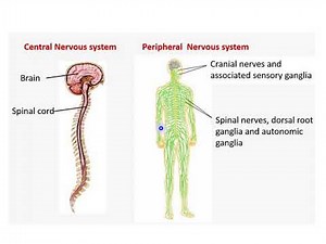 Intro to neuroanatomy