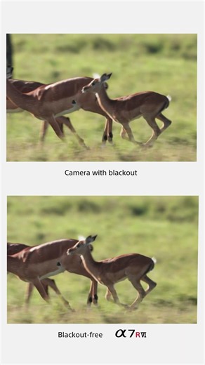 Sony Alpha 7R VI |Capture the Story