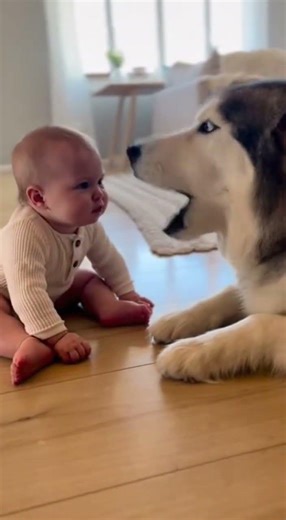 Title: Angry Cute AWOO Face-Off 😡👶🐶#SerifTitle#ClassicSerif#ElegantSerif#TimelessSerif#CleanSerif