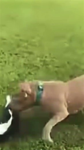 Cat compilation #cat #viral #funny #ytshorts #funnyshorts #mustwatch