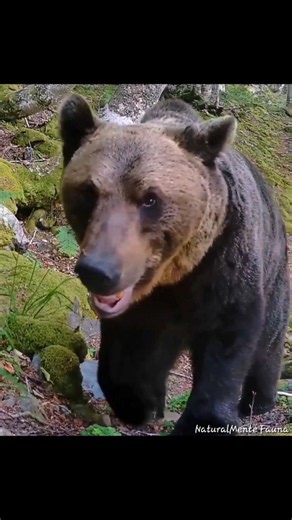 GRAN OSO PARDO EN EL HAYEDO #cordilleracantabrica #naturaleza #wildlife