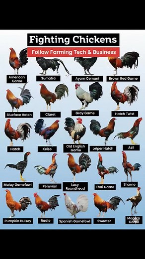Different breeds of chickens. #meatChickens #fblifestyle #beauty #brahmachicken | Farming Tech& Business