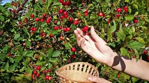 Picking up red cherry from cherry tree