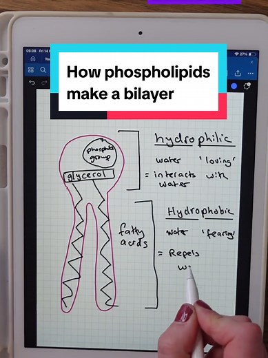 Understanding Phospholipids in A-Level Biology