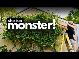 Pruning a Massive Honeysuckle (Corten Steel Planters Update)