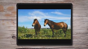 How Long Does It Take To Travel By Horse?