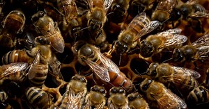 Animal virgin births — what are they and why they happen