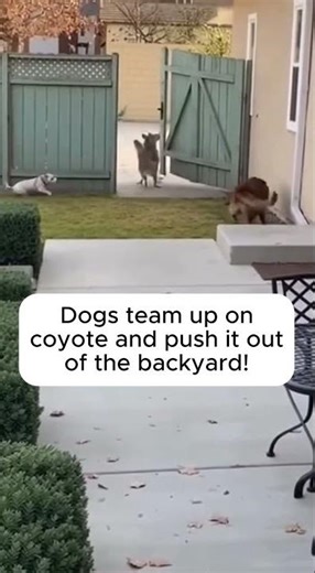 2 Brave Dogs Team Up on Coyote!