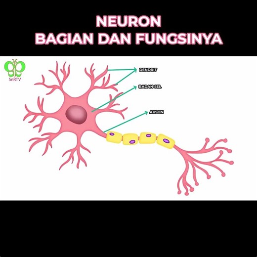 PARTS OF A NEURON AND THEIR FUNCTIONS #science #learning #biology