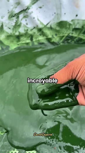 La spiruline : l'aliment riche en protéines