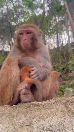 “A Day with My Monkey Buddy 🐒” #monkey #monkeychallenge #cute