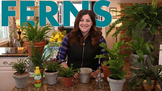 5.3K views · 73 reactions | Did you know most people take care of their ferns incorrectly? Take a look and learn how to correctly care for your plants! | Espoma Organic | Facebook