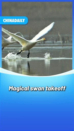 12K views · 107 reactions | Captured on camera: A #swan runs 35 steps across the water before lifting off — nature's own runway show! #animals #wildlife #OneMoment | China Daily | Facebook