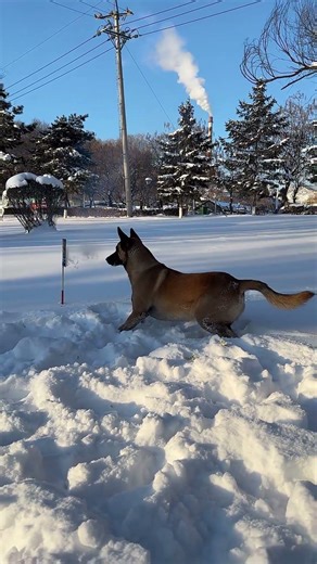 The dog is playing with Rocket 🚀 ....... #funnyanimal #funnypictures #rottweiler