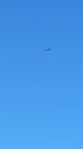 #utahcounty #birdsoftiktok #utahcounty #hawk #meme