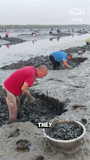 How Razor Clams Are Found