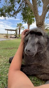 119K views · 7.7K reactions | I adore human connection ❤️ #cindythebaboon #goodvibes #love | Cindy The Baboon | Facebook