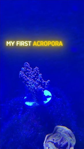 Acropora Added to My Tank #coral #aquarium #setup